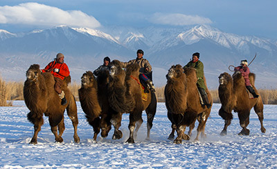 camel festival mongolia 